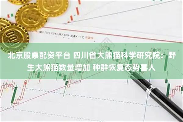 北京股票配资平台 四川省大熊猫科学研究院：野生大熊猫数量增加 种群恢复态势喜人